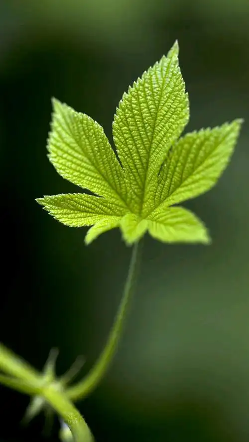 绿植,护眼壁纸,绿色壁纸