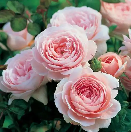 月季花太少了怎么养3