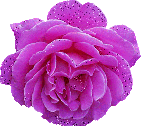 288_257gif 动态图 动图