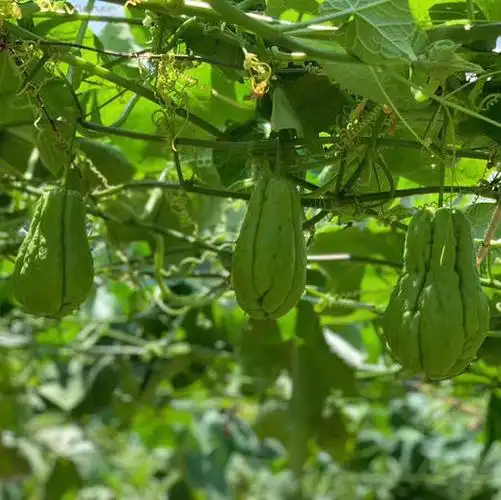 洋丝瓜(佛手瓜)5斤装