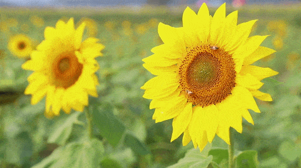 入目无他人,四下皆是你,来宝鸡感受向日葵的爱～_花海