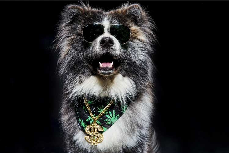 社会摄影师的社会狗