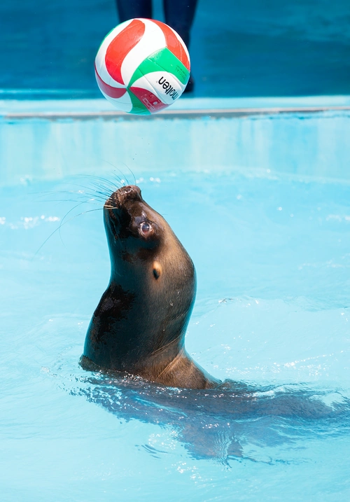 超萌海狮空降绿地,更有鳐鱼,鲨鱼,巴布亚水母等一大波海怪!-资讯中心