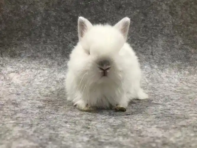 侏儒兔宝宝