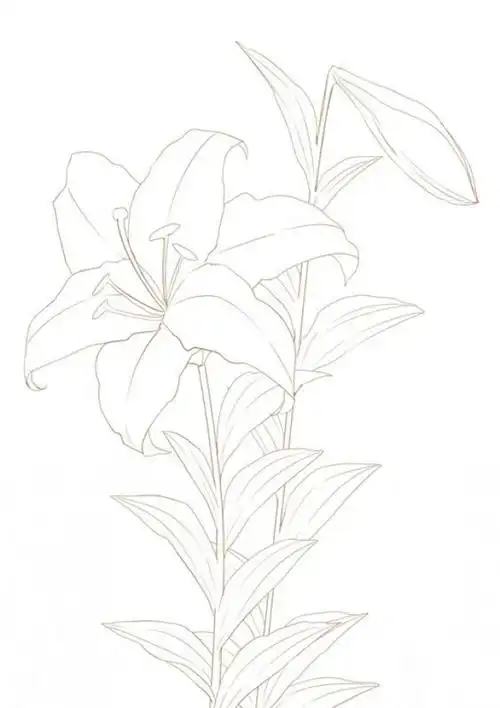 花卉插画教程:百合花的画法