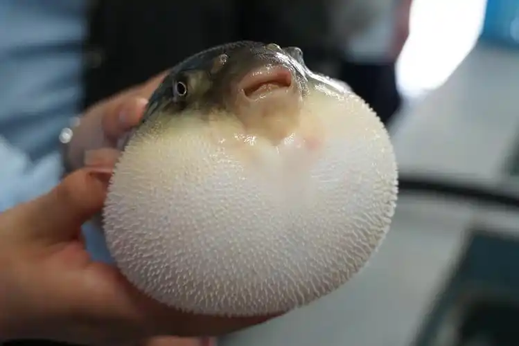 呀,河豚生气的鼓起了它的肚子!