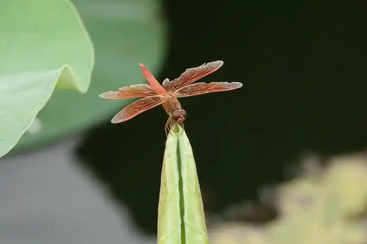 小荷才露尖尖角早有蜻蜓立上头摄影首发