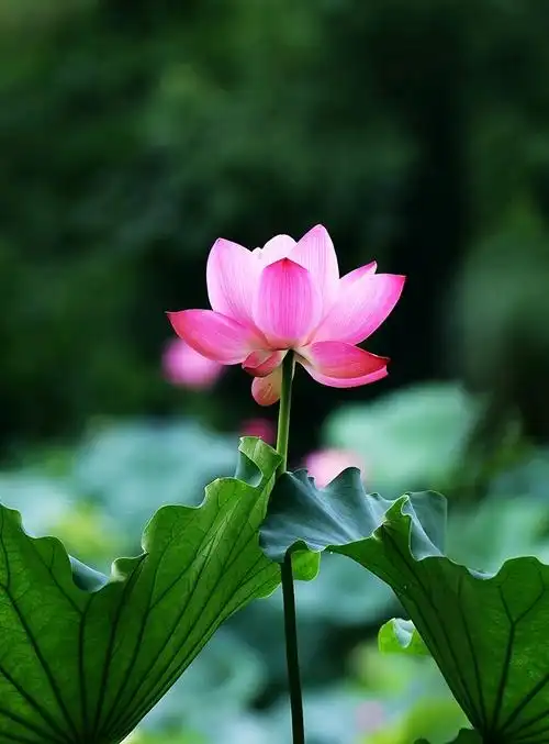 愿作佛前一朵莲