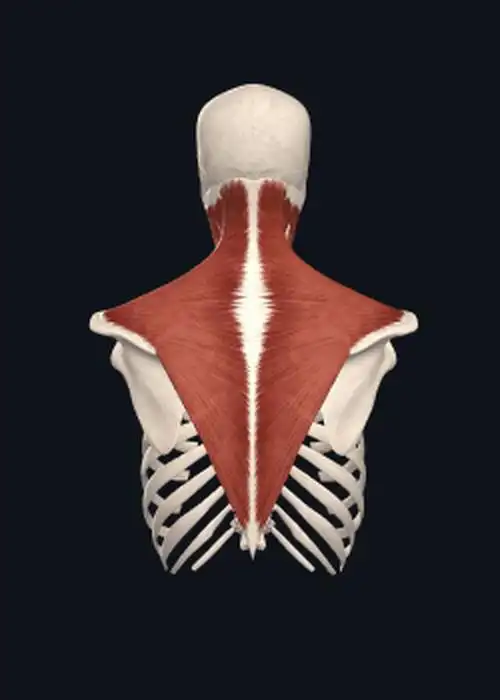 代偿之王斜方肌