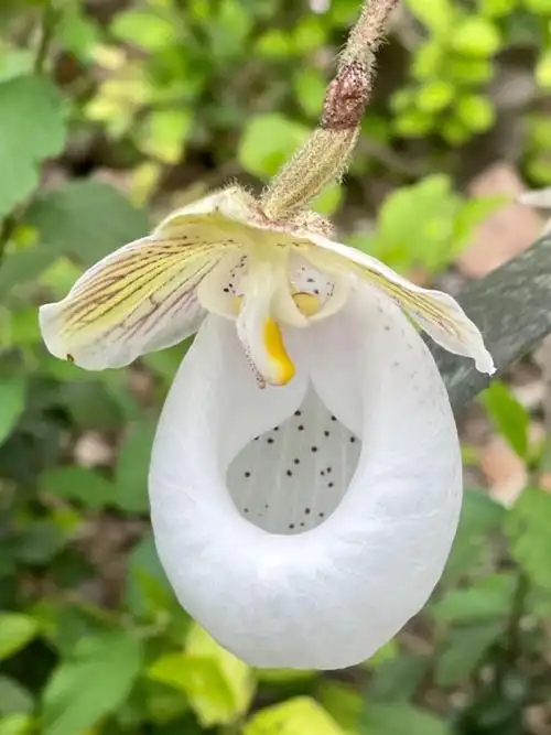 深山中的野生兜兰