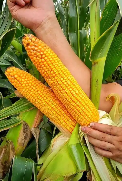 【强育998】小矮杆·大粗棒系列玉米新品种