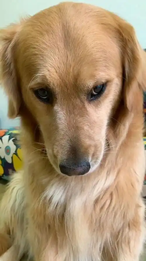 三只狗对我大眼瞪小眼的