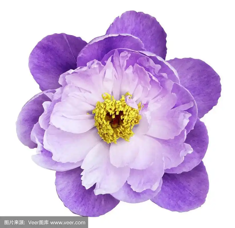 牡丹花白紫色在白色孤立的背景与修剪路径.大自然.特写镜头没有阴影.