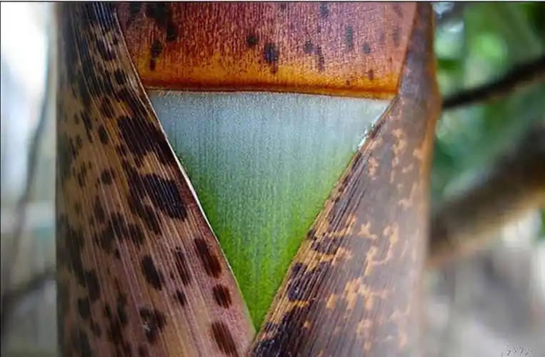 难忘儿时拾过的笋壳叶