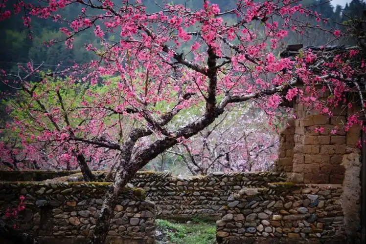 桃花春色暖先开明媚谁人不看来