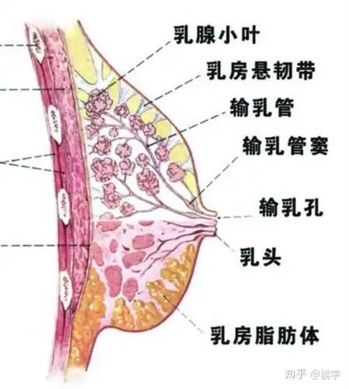 下面是我的一些心得: 首先,乳头上大概有15到20个输乳孔,连接输乳管