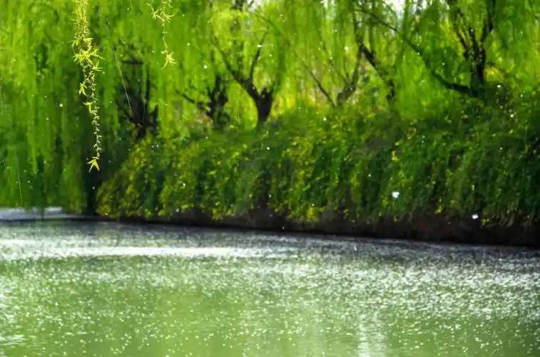 下章台:四月柳絮飞如雪,十二首有关柳絮的诗词,67飘进诗意的春天里!