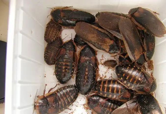 杜比亚蟑螂(蜚蠊目蜚蠊科动物)_摘编百科