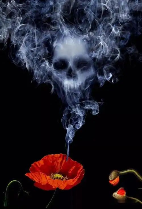 歌曲一朵罂粟花罂粟开花远离毒品牵手幸福