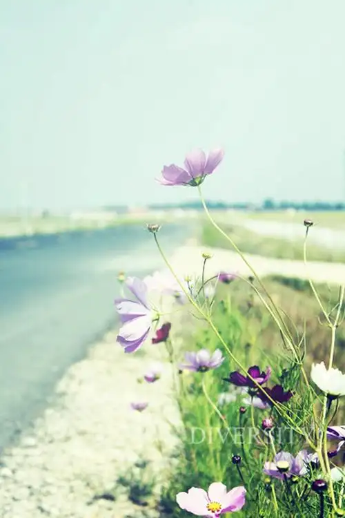 9张美美的格桑花小清新意境花朵图片