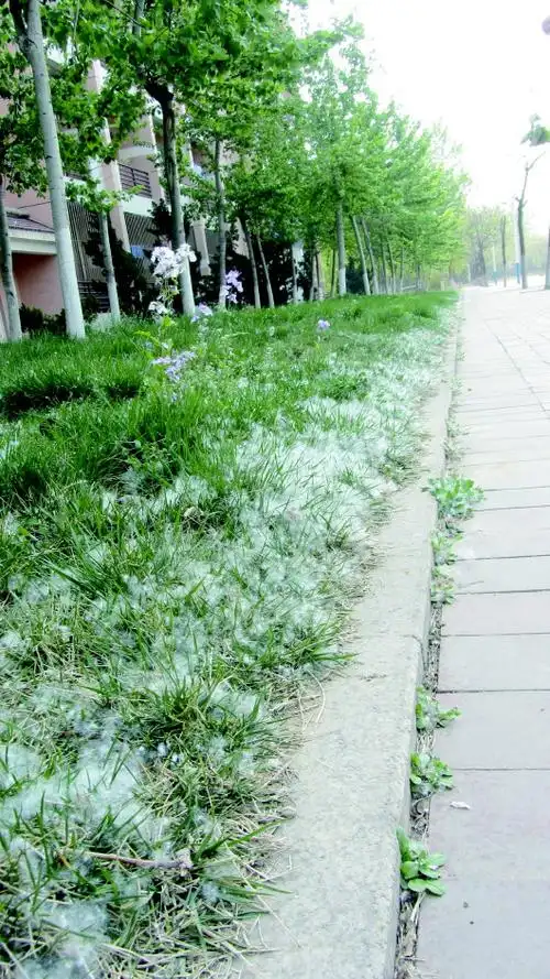 ◥路边的草丛里落满了飘来的柳絮.