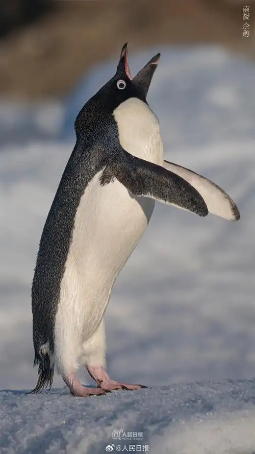 壁纸 动物 企鹅 690_1227 竖版 竖屏 手机