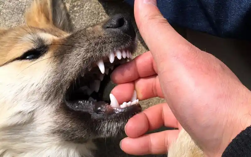 小狗的牙齿,3个月以内狗狗牙齿图片-图片大观-奇异网