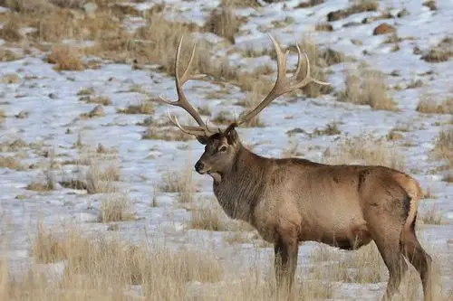 天山马鹿鸣天山(张云才文/图)