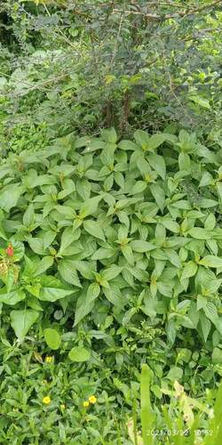 包邮潮汕青草药新鲜现采现发溪黄草线纹香茶菜风血草