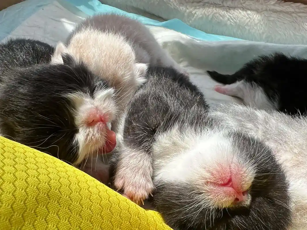 愿我的猫猫无论在哪儿,都永远健康快乐!猫猫狗狗这么可爱,怎么 - 抖音