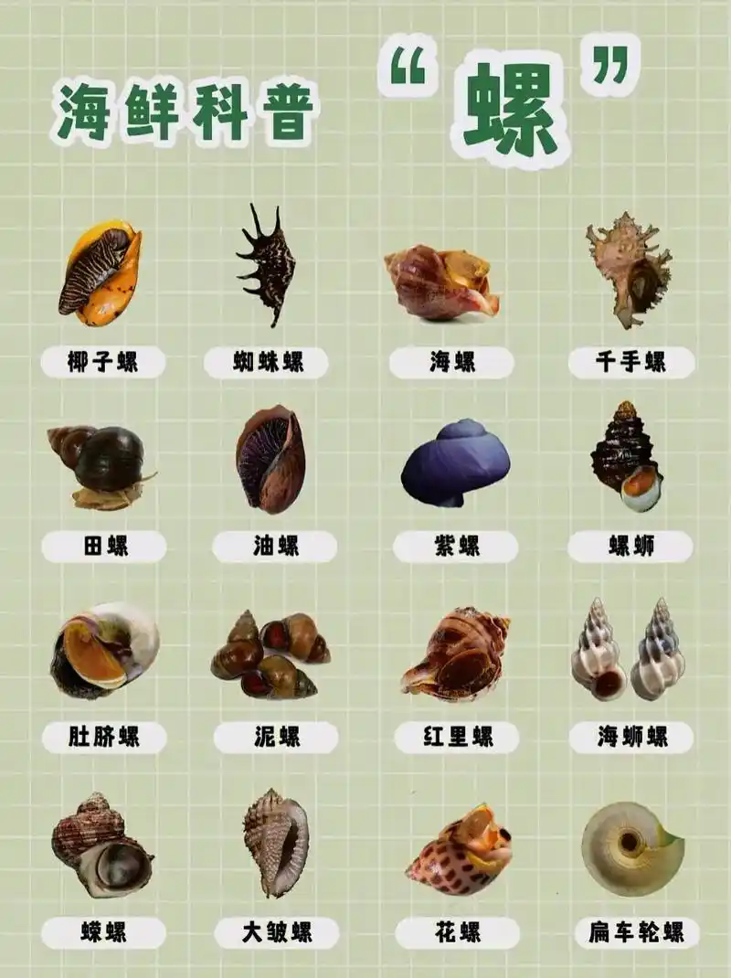 图文伙伴计划 #贝类海鲜 #生活小常识 #健康饮食