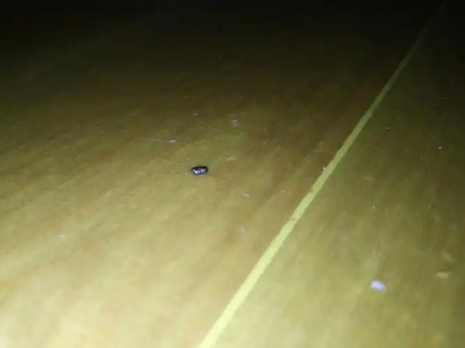 这个是蟑螂的粪便吗