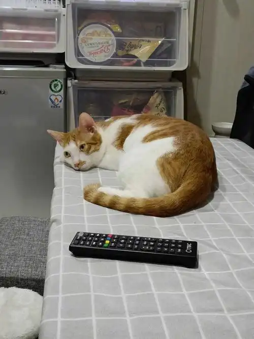 主人看着猫十几分钟了,它也没有要睡觉的意思,就这样静静地