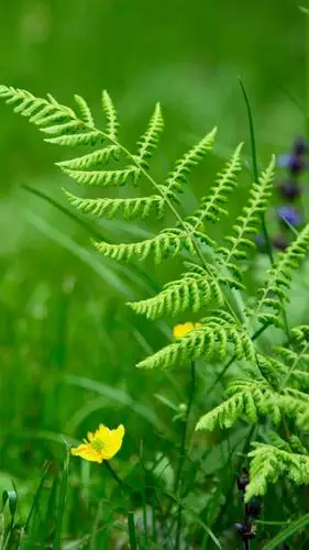 绿色植物,养眼植物,绿叶,护眼植物,屏保,手机壁纸高清绿色植物锁屏