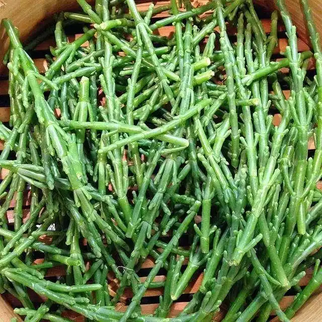 这种海里天热野菜人称海人参外国人当高端菜国内少吃