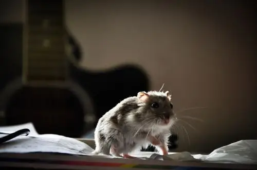 一个阴森森的无所事事的下午