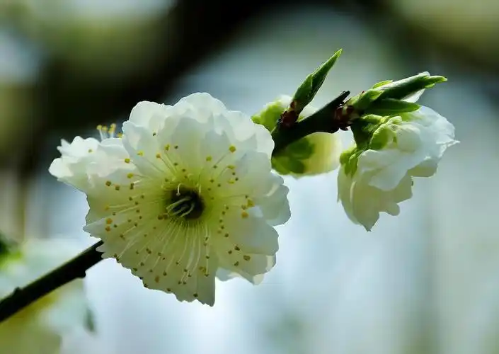 绿萼(梅亚科杏属植物)_尚可名片