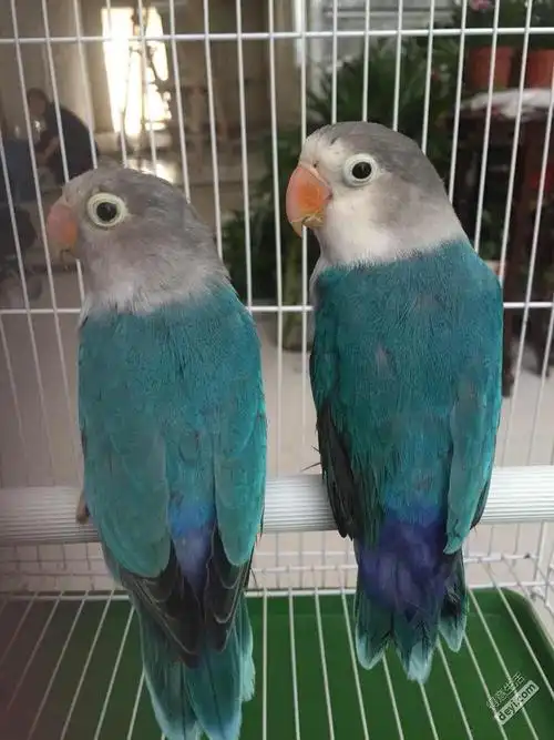 今入一对蓝桃,自己其实不懂,求高人指点!