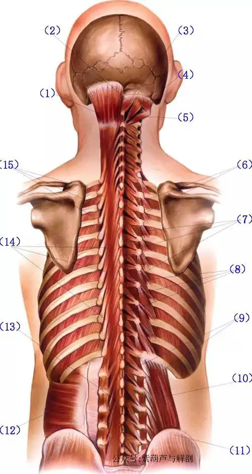 背部肌肉浅中深层解剖图片漂亮