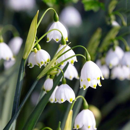 球根进口耐寒雪滴花多年生耐寒当年开花盆栽庭院阳台 雪片莲 【雪白】