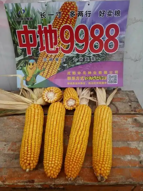 中地9988,丰收造福千万家!
