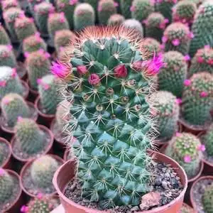 k精品实b生开花仙人球红花办丸锦公室桌面小盆防绿植栽辐射吸甲醛