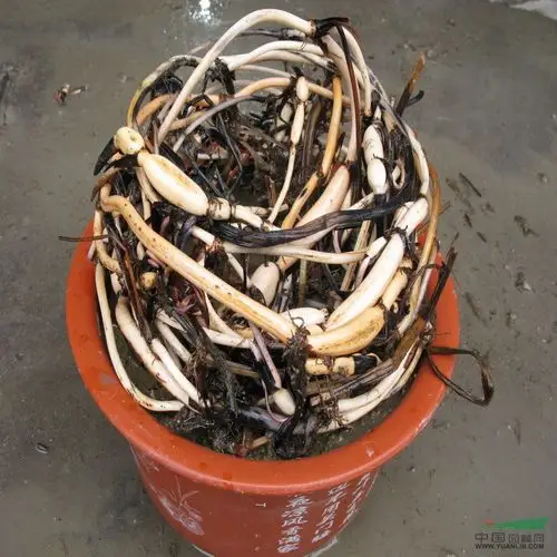 阿莲品牌 碗莲 藕种 特价促销 月销上万根