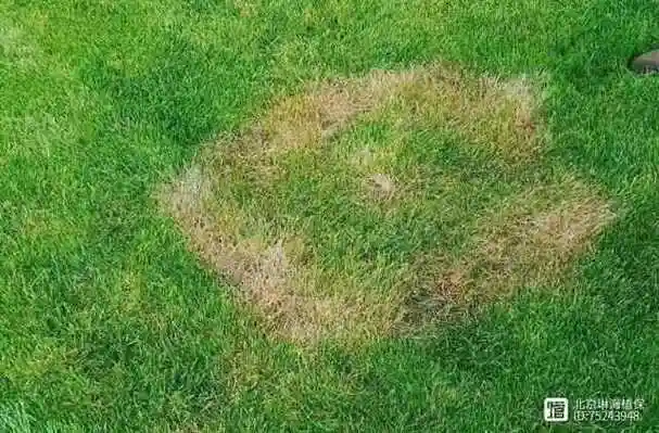 警惕草坪褐斑病,5月已到病发期!