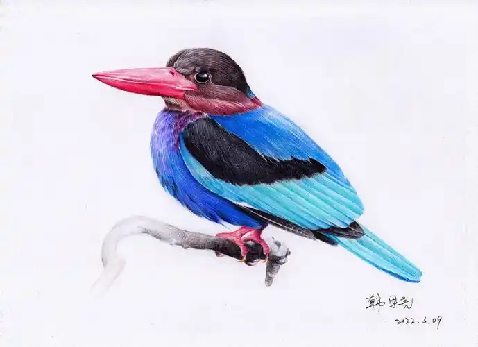 彩铅画鸟过程图