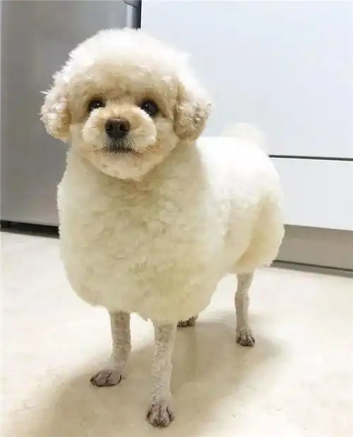 泰迪挑战羊咩咩造型看完我就笑了