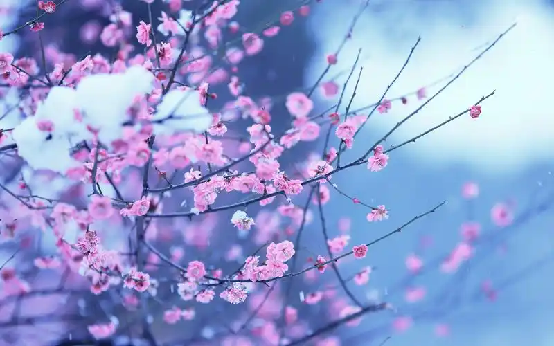 春天唯美的梅花