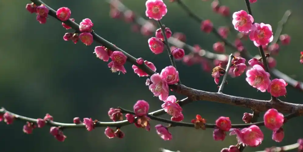 列为四君子,与松,竹并称为"岁寒三友",那句"梅花香自苦寒来"催人奋进