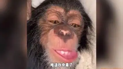 搞笑配音:这只狒狒有一种似曾相识的感觉,对,像我二大爷!