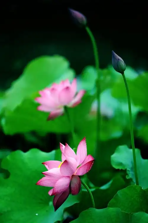 《竖版荷花图》 - 传奇二世 - 图虫